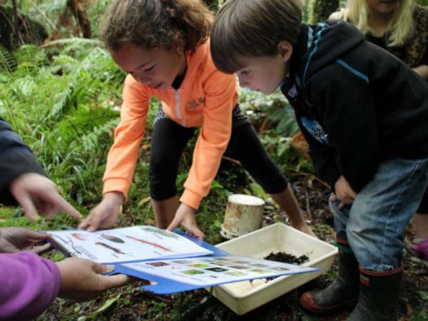 Pukeitifeatures-rainforestschool