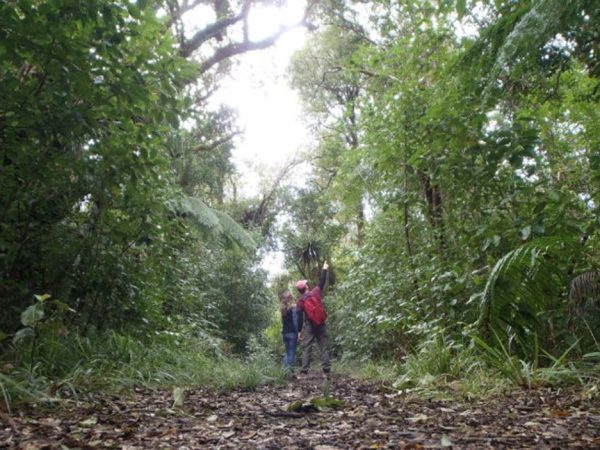 Pukeitifeatures-rainforesttracks